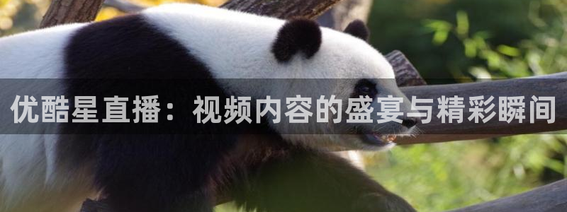 熊猫主题：优酷星直播：视频内容的盛宴与精彩瞬间