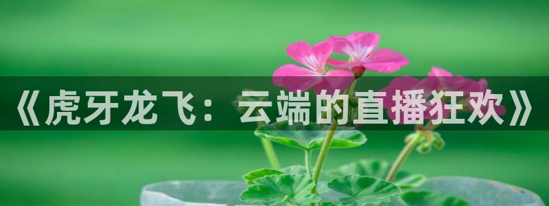 熊猫体育直播新版.新网页.org：《虎牙龙飞：云端的直播狂欢》