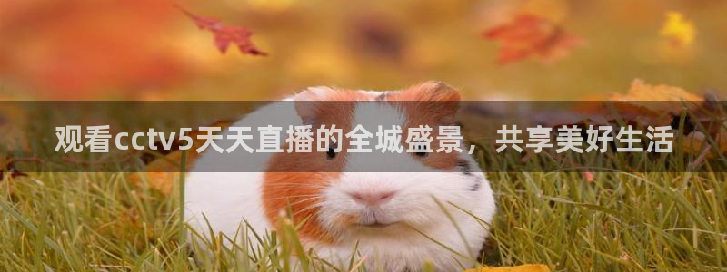 直播平台 熊猫：观看cctv5天天直播的全城盛景，共享美好生活